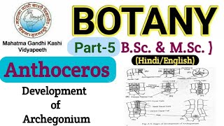 Development of Archegonium in Anthoceros Anthoceros Archegonium DevelopmentBSc 1st year Botany [upl. by Anelyak]