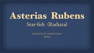 Asterias Rubens  Allen’s Keynotes  Well Explained [upl. by Chiou288]