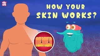 How Your Skin Works  The Dr Binocs Show  Best Learning Videos For Kids  Peekaboo Kidz [upl. by Sillihp]