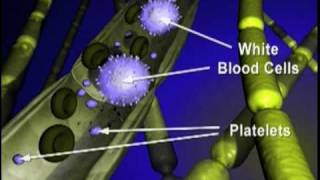 TCell Migration  National MS Society [upl. by Armalla423]