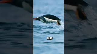 Pingüino es cazado por orcas 😱 animalesmarinos oceano planet [upl. by Astrahan]