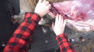 Quick Roadkill Deer Butchering DIY Poachers Cut [upl. by Mayor]