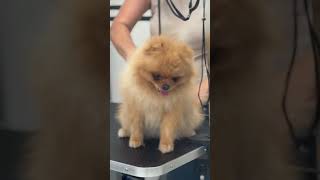 Archi i njegovo kupanje 🥹🩵 pomeranianpomeranianpuppy [upl. by Sibel872]