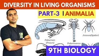 DIVERSITY IN LIVING ORGANISMS PART3  KINGDOM ANIMALIA [upl. by Eesac]