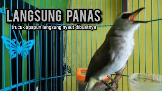 trucukan ropel panjang TARUNG PANCINGAN TRUCUKAN agar bunyi JADIKAN burung trucukan gacor EMOSI [upl. by Seow]