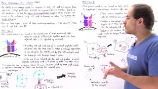 Major Histocompatibility Complex MHC Class I and II [upl. by Ngo]