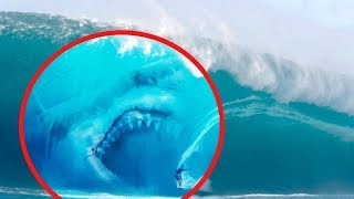 Le Megalodon ancêtre du Requin Blanc DOCUMENTAIRE [upl. by Pansy]