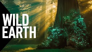 Rainforest Escape Relaxing Music for Peaceful Meditation [upl. by Politi293]