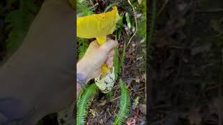 AMANITA CAESAREA XL amanita oronja huevoderey hongos mushroom naturaleza food [upl. by Lledrev254]