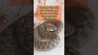 Viperine Water Snake Natrix Maura Culebra Viperina Andalucia Spain España reptiles snakes [upl. by Luap]