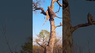 Close Call Hyena Chases Leopard Up Tree [upl. by Waldner]