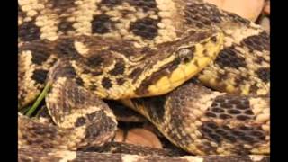 La Barba AmarillaBothrops atrox serpientes venenosas de Bolivia [upl. by Andy]