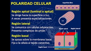 Repaso Histología 4 Organelos no membranosos y Epitelio [upl. by Iggy]