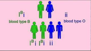 GENETICS 1 INHERITANCE OF BLOOD TYPE [upl. by Nageem]