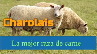 Charolais una excelente raza de ovinos [upl. by Trinia]