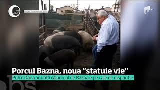 Porcul Bazna noua statuie vie pentru ministrul Agriculturii [upl. by Anerhs970]