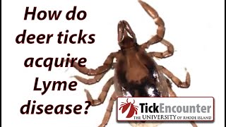 How do deer ticks become infected with lyme disease [upl. by Blainey]