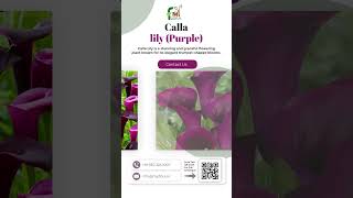 Im OBSESSED with Calla Lily Purple [upl. by Janel]