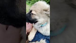 Voilà Yuki bébé 🐾🐕eurasier chien amour ❤️❤️❤️ [upl. by Nareik760]