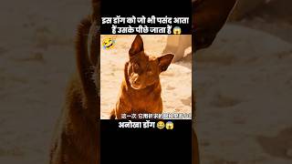 इस अनोखे डॉग को जो भी पसंद आता हैं उसका पीछा करता हैं 😱  short movie dog cartoon [upl. by Nylitak288]