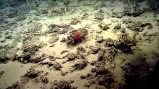 Coral and Associates of the Deep Ocean Seamounts  Nautilus Live [upl. by Nytram]