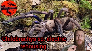 Chilobrachys sp electric blue electricblue tarantula [upl. by Milburr]