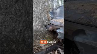 Fatest Tree Cutting Machine😳😲 youtubeshorts woodworking shortsfeed facts shorts viralshorts [upl. by Hollenbeck104]