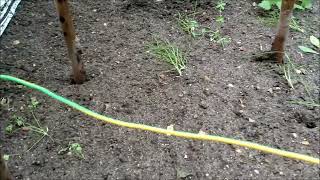 Earthworm removal with electric fence energizer read description [upl. by Niwri]