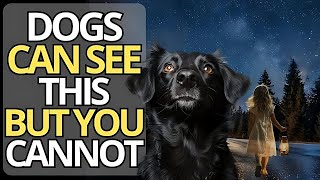 11 Things Your Dog Can See And Hear But You CANNOT  The Spirituality OF Animals [upl. by Rosena]