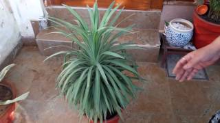 Yucca Plant Care  Fun Gardening  18 May 2017 [upl. by Nnayelhsa]