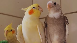 2 Hour COCKATIEL SINGING a lot COCKATIEL SINGING training Cockatiel bird singing Cockatiel noises [upl. by Yaresed]