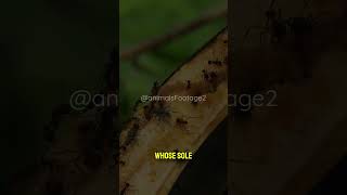 Social Structure and Ant Colony Life facts animalshorts animals animal wildlife animalsvideo [upl. by Quintilla]