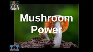 2252  Mushroom Power  How To Turn A Mushroom Into A Supercapacitor [upl. by Enyawd]