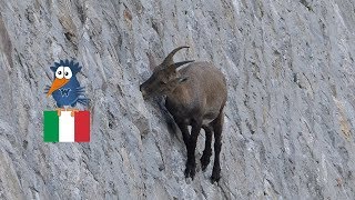 Lago di Cingino  die weltberühmten Steinböcke in der Staumauer Piemont  Alpen [upl. by Nylanej929]