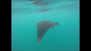 Manta Rays with Dive Grenada in the Caribbean [upl. by Eiramenna637]