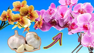 METTI LAGLIO nelle ORCHIDEE e guarda cosa accade 🌺 Laglio fa fiorire le orchidee [upl. by Maidel]