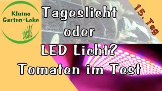 Tomatenanzucht  LED Licht vs Tageslicht  15 Tage  Tomaten selber vorziehen [upl. by Vernier370]