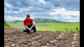 TIME TO PLANT our VEGETABLE garden  🥔  🧅  🥕 Beets zucchini and much much more [upl. by Enelloc]