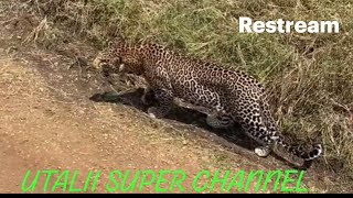 ASMR FUN CHEETAH FIGHTING FOR MEAT🐆🐆 [upl. by Suoirad889]