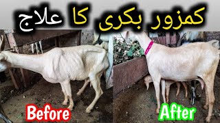 Kamzor Bakri ka ilaj Kaise kare  Kamzor Bakri Ko mota Kaise kare [upl. by Sass]