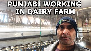 Dairy farm work in italy farm da kam italy vich punjabies workcow farming punjabi vlog [upl. by Aubigny918]