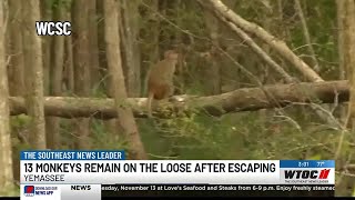 Yemassee locals react to escaped monkeys [upl. by Dachi]