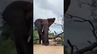 2024s Top Elephant Experiences You Wont Want to Miss😆😆😆 [upl. by Esilrac]