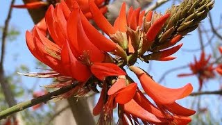 How to grow Erythrina Indica Indian Coral tree [upl. by Chiaki503]