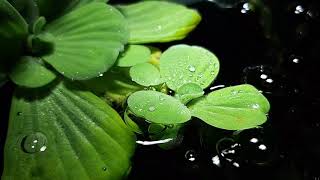 Pistia stratiotes L  Water Lettuce 물상추물배추 [upl. by Hackett]