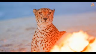 Animalia  Cheetah Duma relaxes by the campfire [upl. by Charisse]