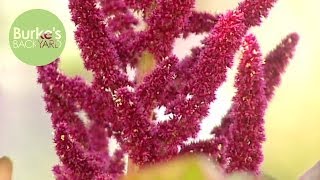 Burkes Backyard Amaranth [upl. by Ellennod]