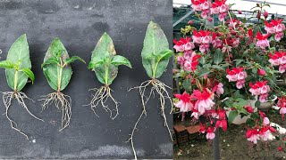 Instructions to propagate Fuchsia flowers from leaves [upl. by Adoree356]