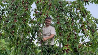 HARVESTING HUGE OXHEART CHERRY IN THE VILLAGE RELAXING VILLAGE LIFE COOKING CHERRY JAM AND COMPOTE [upl. by Brear]