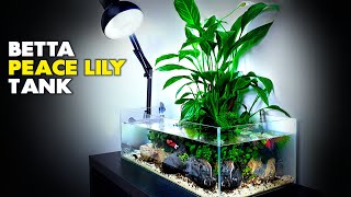 Aquascape Tutorial Peace Lily Betta Fish Aquarium How To Step By Step Planted Tank Guide [upl. by Pam]